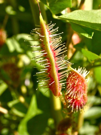 Glycyrrhiza glabra