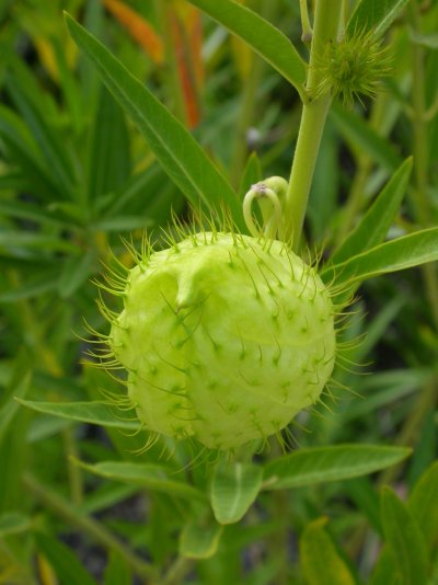 Gomphocarpus physocarpus