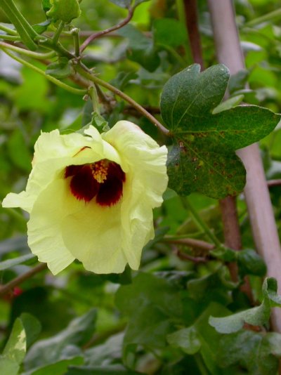 Gossypium arboreum