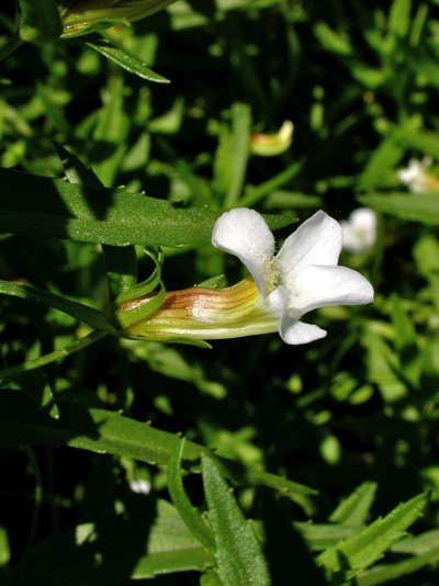 Gratiola officinalis