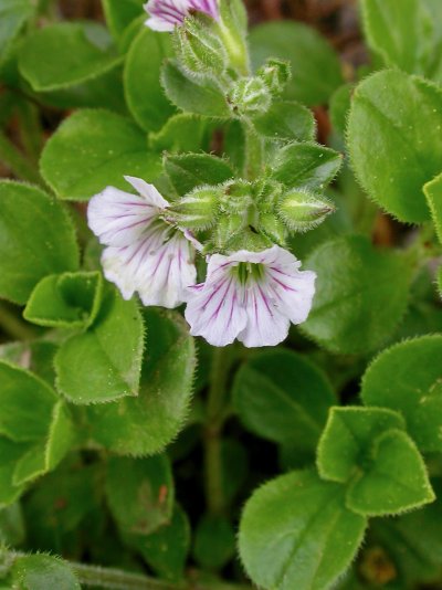 Gypsophila cerastoides