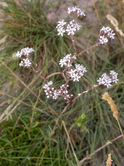 Gypsophila fastigiata