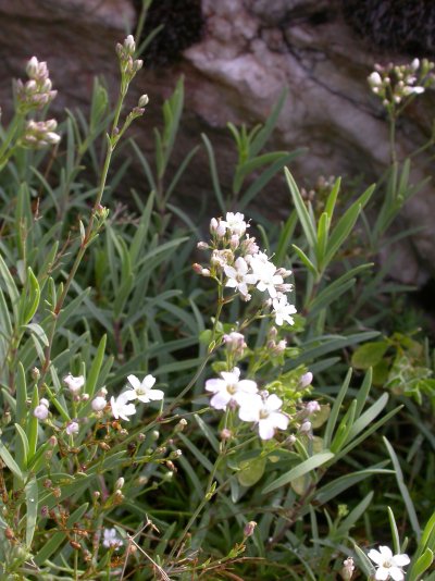 Gypsophila libanotica