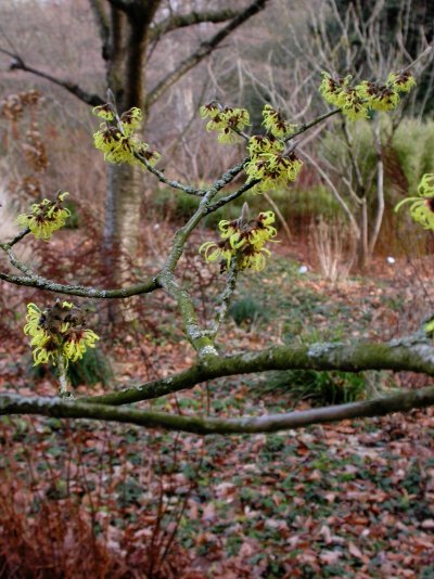 Hamamelis mollis Hamamelis mollis