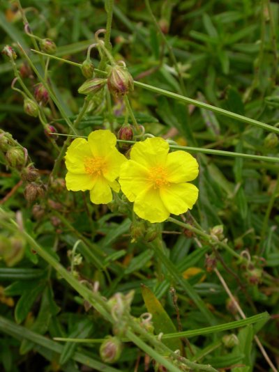 Helianthemum nummularium