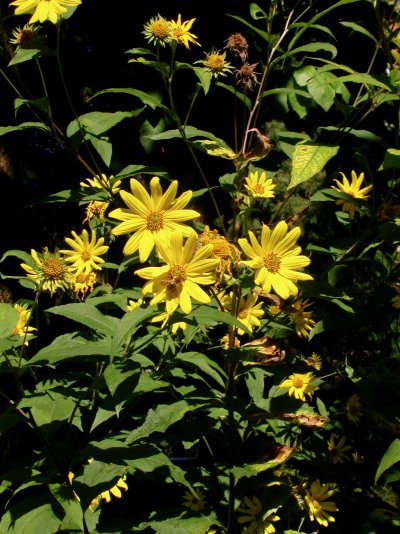 Helianthus giganteus