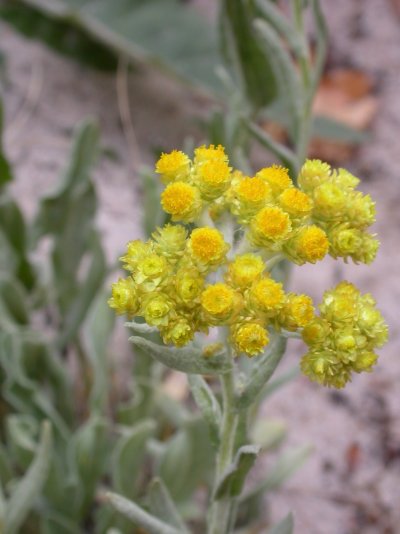 Helichrysum arenarium