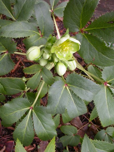 Helleborus argutifolius (=H. lividus subsp. corsicus)