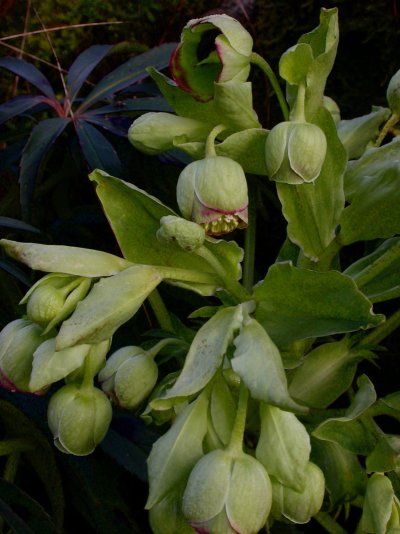 Helleborus foetidus