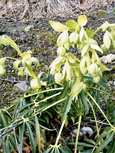 Helleborus foetidus