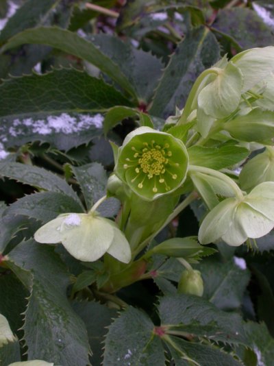 Helleborus lividus subsp. corsicus