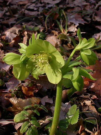 Helleborus viridis