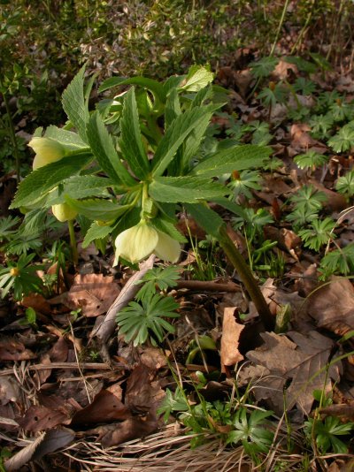 Helleborus viridis subsp. occidentalis