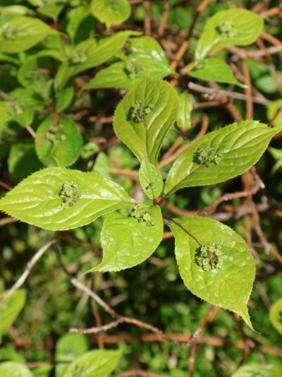 Helwingia japonica