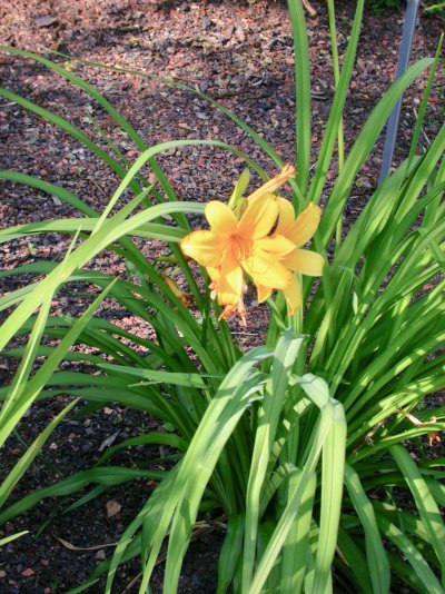 Hemerocallis dumortieri