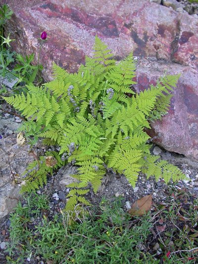 Hemionitis myriophylla
