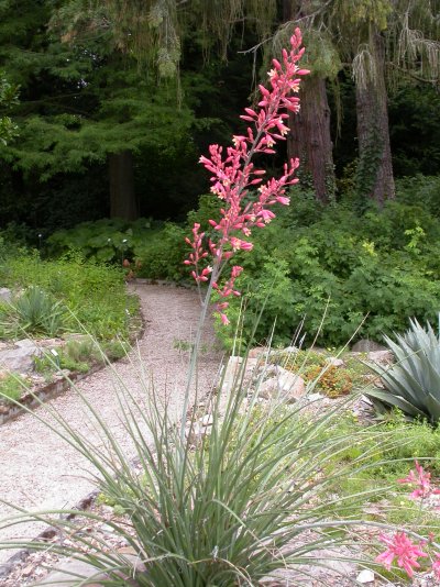 Hesperaloe parviflora
