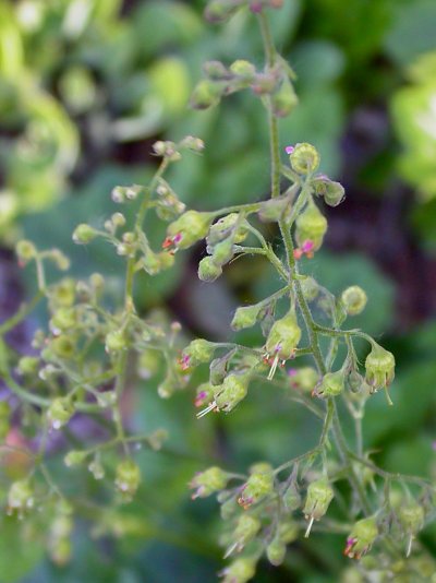 Heuchera himalayensis