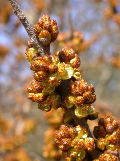 Hippophae rhamnoides