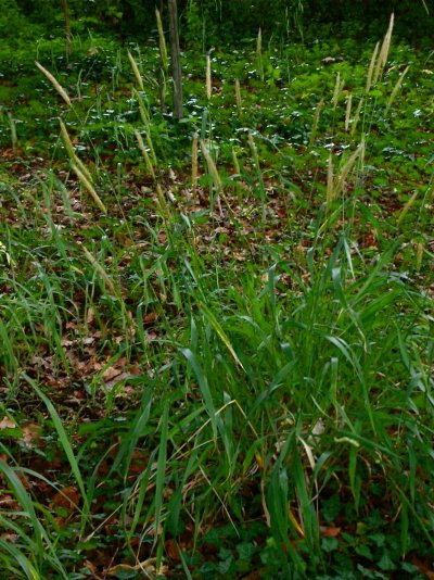Hordelymus europaeus Hordelymus europaeus