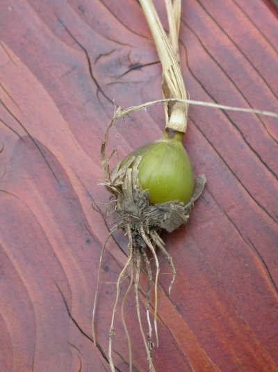 Hordeum bulbosum