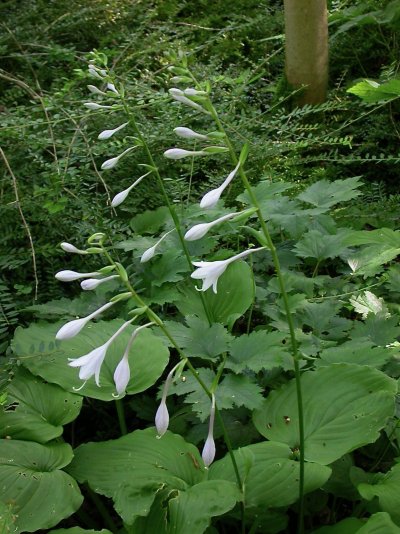 Hosta kiyosumiensis