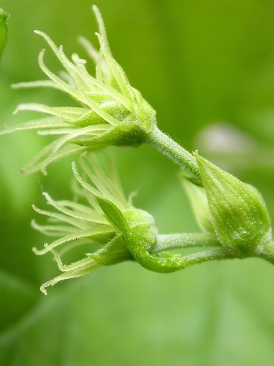 Humulus lupulus