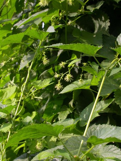 Humulus lupulus