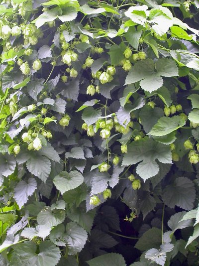 Humulus lupulus