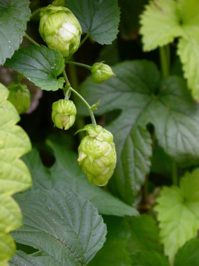 Humulus lupulus