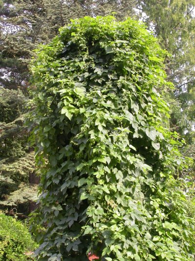 Humulus lupulus