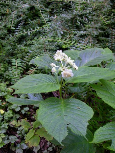 Hydrangea bifida