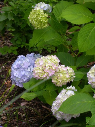 Hydrangea otaksa