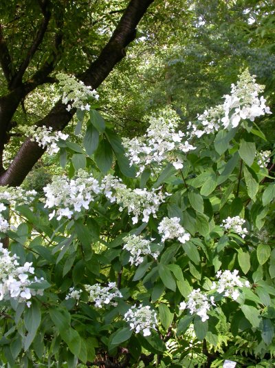 Hydrangea paniculata