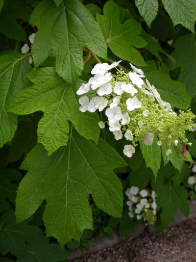 Hydrangea quercifolia Hydrangea quercifolia