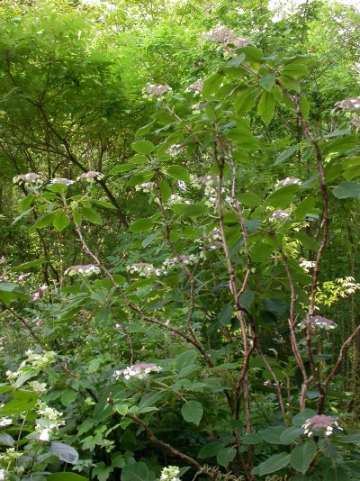 Hydrangea sargentiana