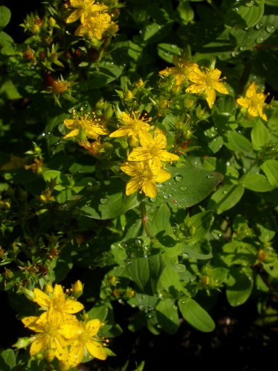 Hypericum tetrapterum