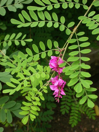 Indigofera decora
