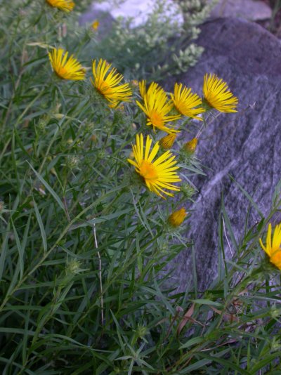 Inula ensifolia