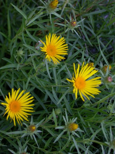 Inula ensifolia (=Pentanema ensifolium)