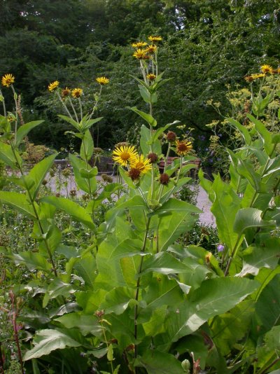 Inula helenium