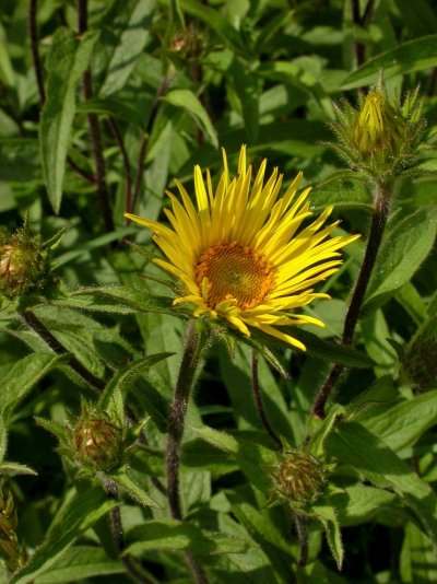 Inula hirta