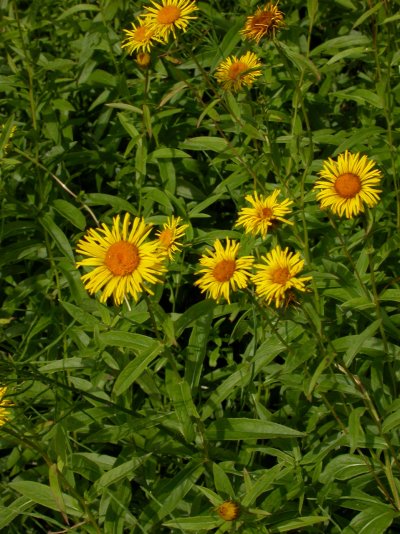 Inula salicina