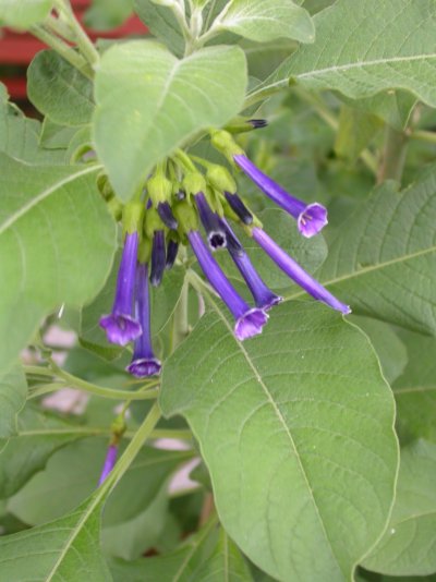 Iochroma cyaneum