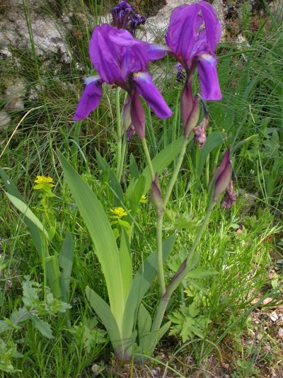 Iris aphylla