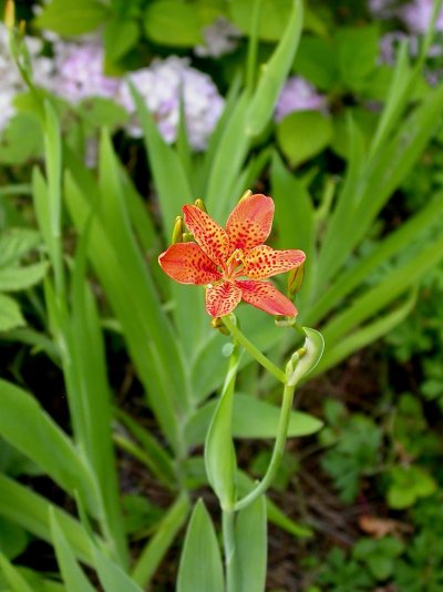 Iris domestica (= Belamcanda chinensis)