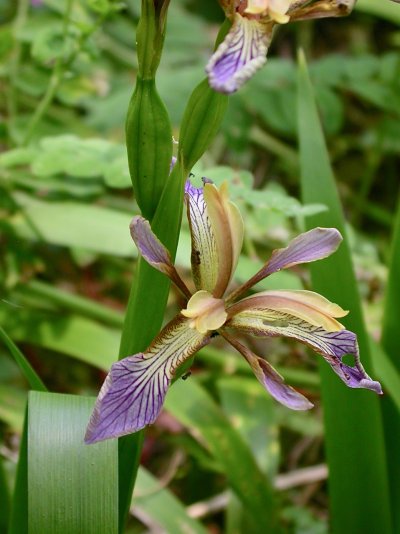 Iris foetidissima