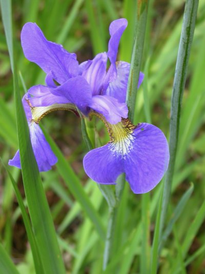 Iris sanguinea