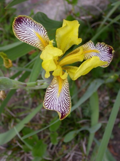 Iris variegata