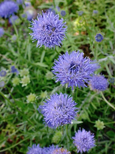 Jasione laevis